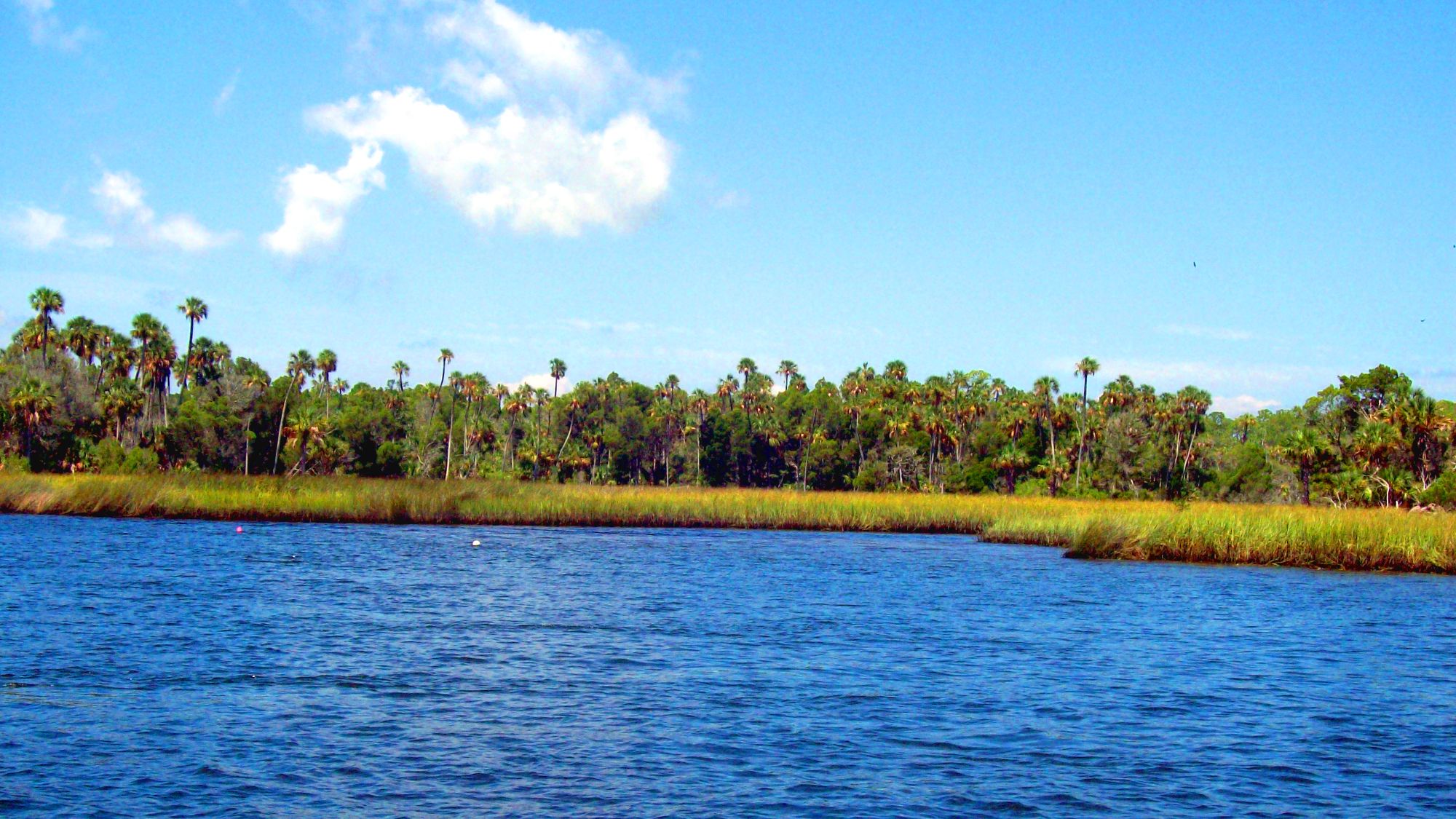 Florida marsh and water