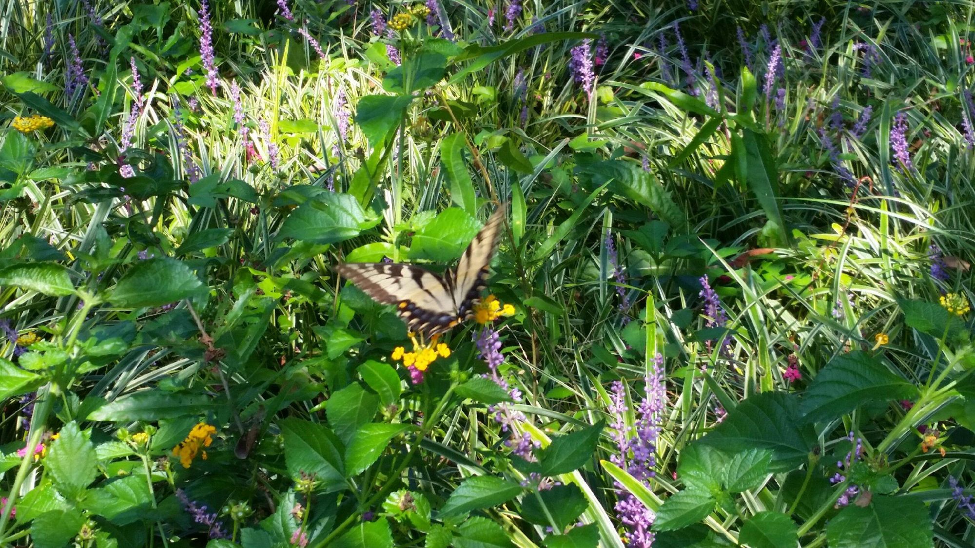Florida natural habitat